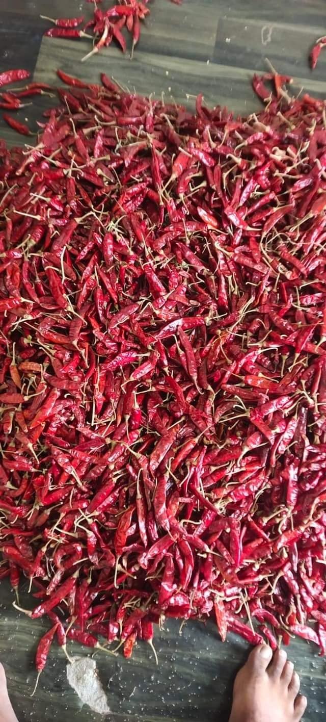 Teja Dry Red Chilli Exporter in Morbi